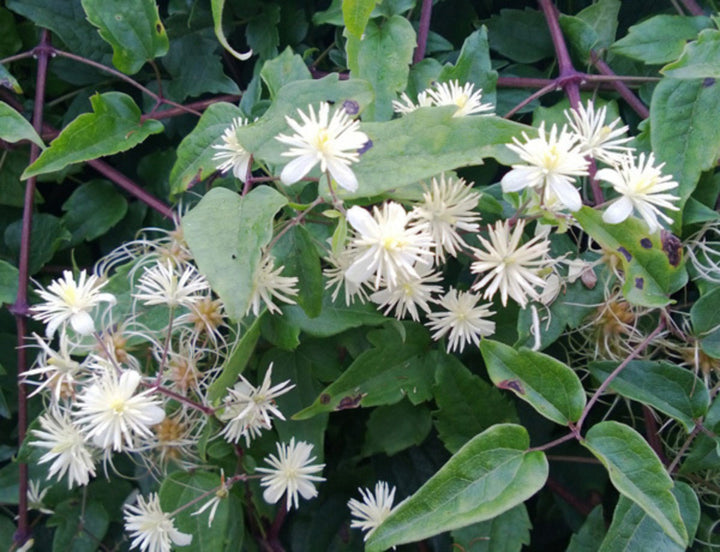 Old Man’s Beard Flower Seeds – Heirloom, Non-GMO, High Germination Feathered Organic Garden Seeds for Planting