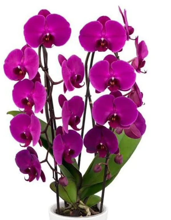 Heirloom Non-GMO Purple Phalaenopsis Orchid Flower Seeds for Planting – High Germination Organic Garden Seeds