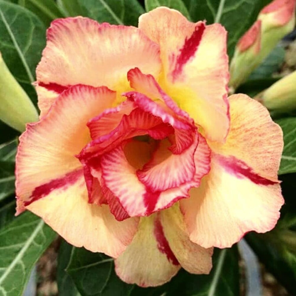 orange pink flower seeds
