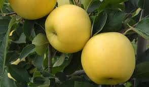 Opal Yellow Apple Seeds