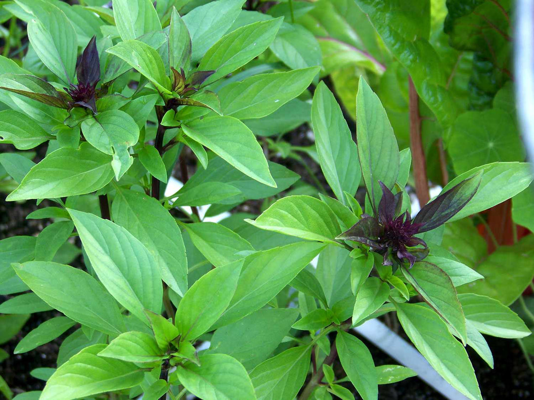 Thai Basil Herb Seeds for Planting – Heirloom, Non-GMO, High Germination Organic Garden Seeds for Culinary Use
