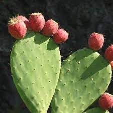 Opuntia Ficus-Indica Plant Seeds for Planting