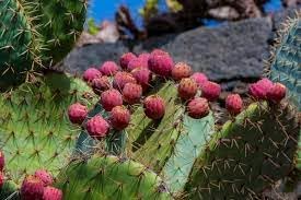 Opuntia Ficus-Indica Plant Seeds for Planting