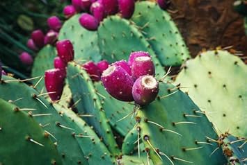 Opuntia Humifusa Plant Seeds for Gardening