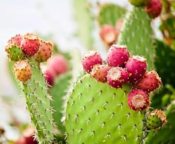 Opuntia Humifusa Plant Seeds for Gardening