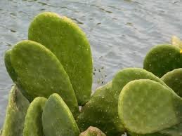 Opuntia Plant Seeds for Planting