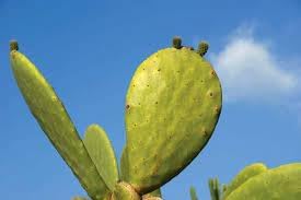 Opuntia Plant Seeds for Planting