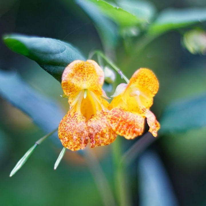 Heirloom Jewelweed Flower Seeds for Planting – Non-GMO, High Germination Organic Wildflower Garden Seeds