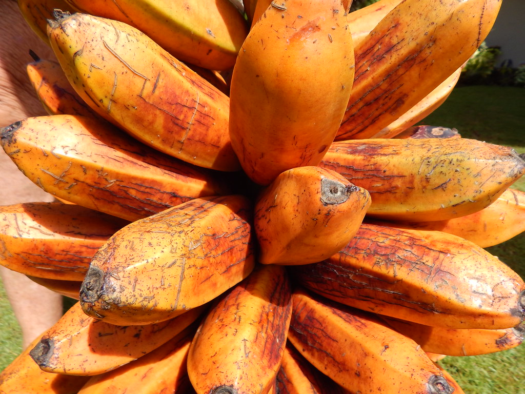 Orange Banana Fruit Seeds for Planting