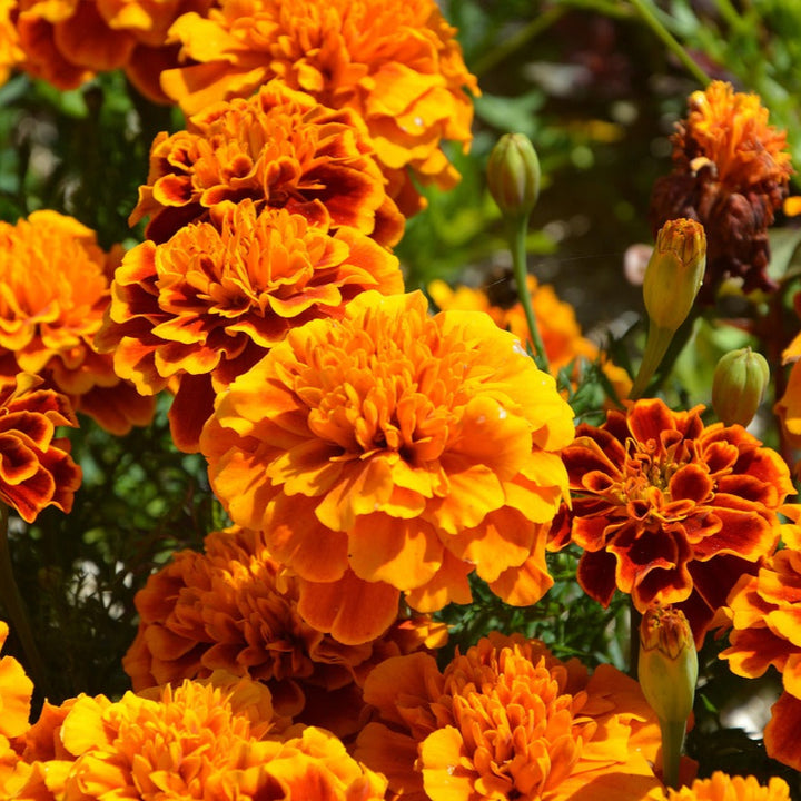Orange Carnation Flower Seeds for Garden and Pot Planting