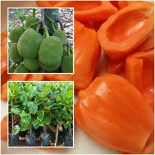 Orange Jackfruit Seeds