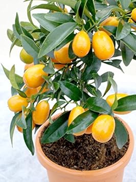 Orange Kumquat Fruit Tree Seeds for Planting