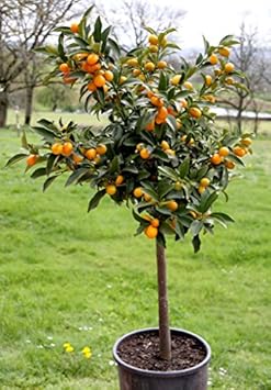 Orange Kumquat Fruit Tree Seeds for Planting