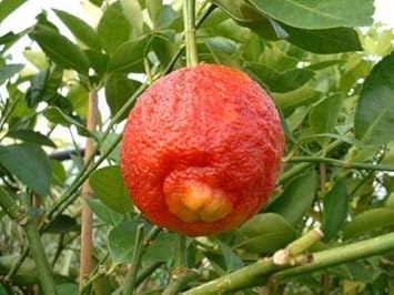 Orange Lemon Tree Seed for Planting