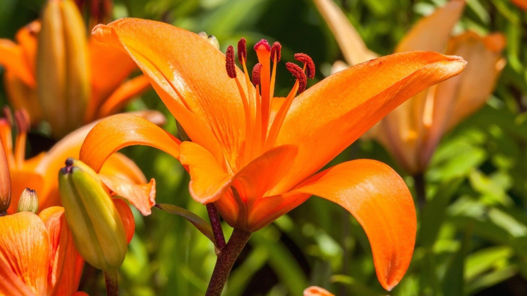 lilium flower seeds Heirloom Lilium Flower Seeds, Non-GMO Elegant Lily Blooms for Garden P – Neeraseeds
