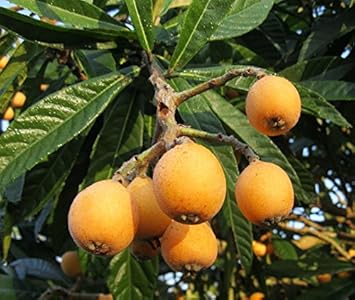 Orange Loquat Medlar Fruit Tree Seeds for Planting