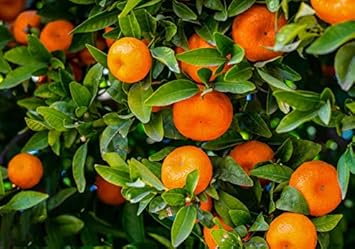 Orange Mandarin Fruit Seeds for Planting