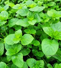 Orange Mint Seeds