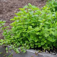 Orange Mint Seeds