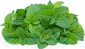 Orange Mint Seeds