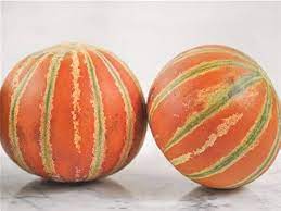 Orange Musk Melon Fruit Seeds for Planting