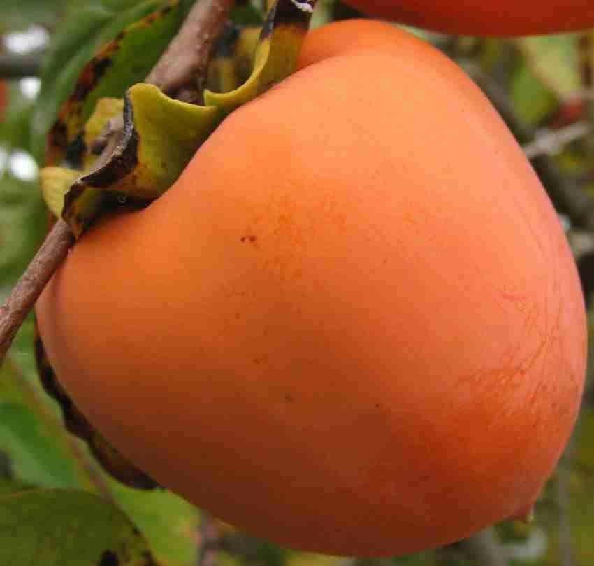 Orange Persimmon Fruit Seeds for Planting