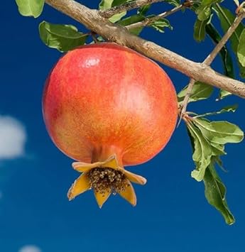 Orange Pomegranate Fruit Seeds for Planting