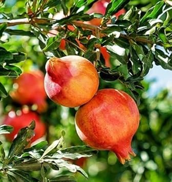 Orange Pomegranate Fruit Seeds for Planting
