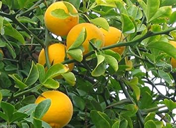 Orange Poncirus Trifoliata Fruit Seeds for Planting