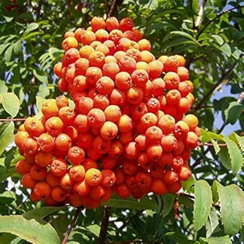 Orange Sorbus Alnifolia Fruit Seeds