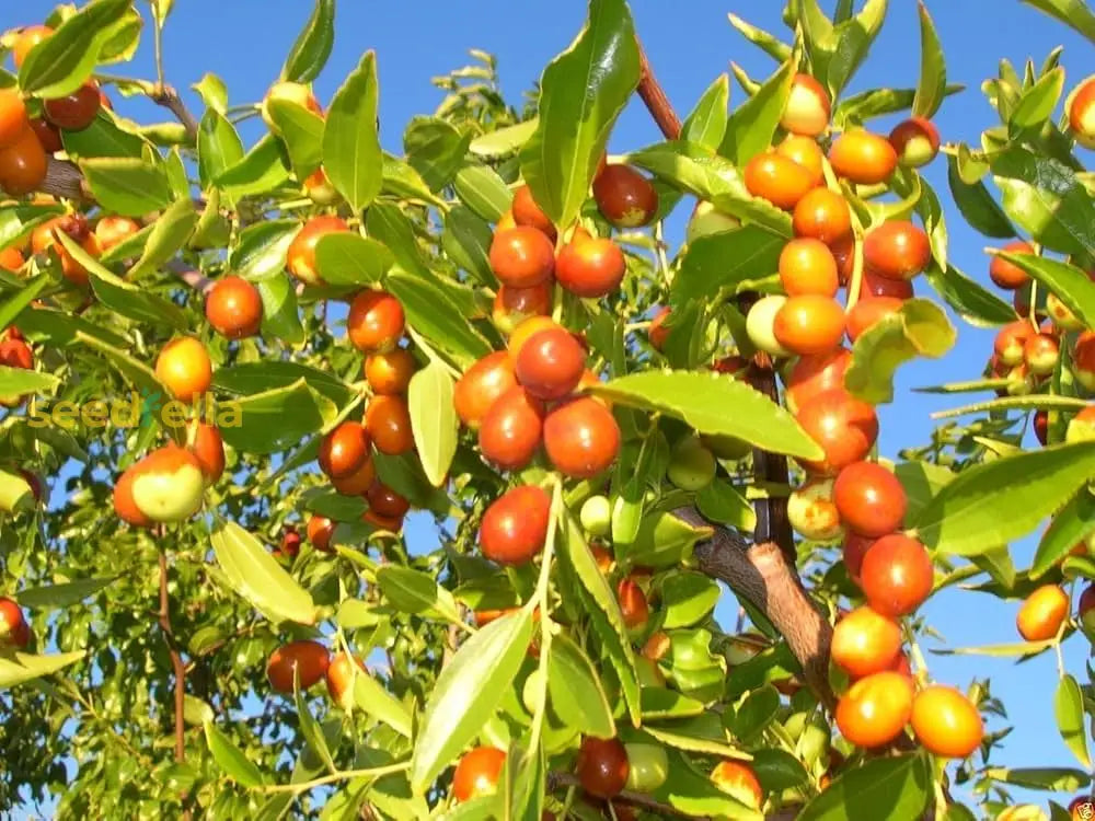 Orange Ziziphus Spinosa Fruit Seeds for Planting