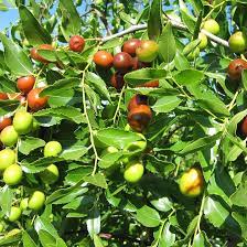 Orange Ziziphus Spinosa Fruit Seeds for Planting