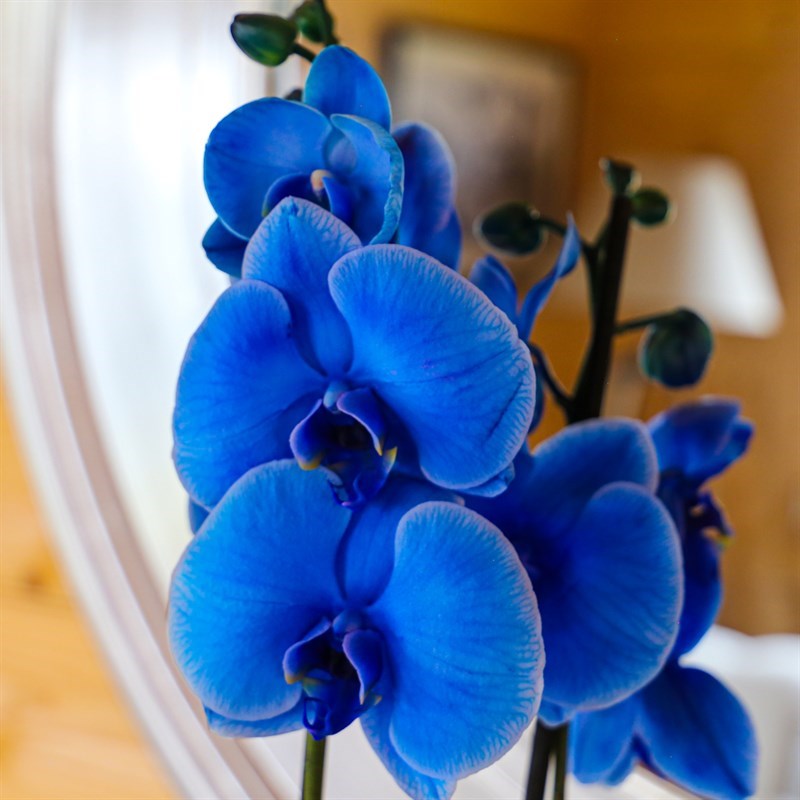 rare butterfly flower seeds