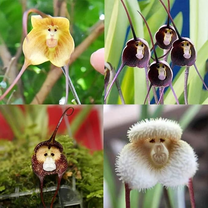 orchid orchidaceae flower seeds