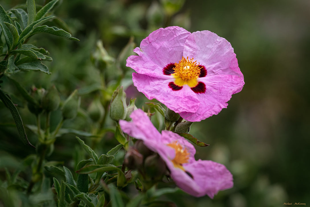 growing rock rose from seed Rock Rose Flower Seeds for Planting – Heirloom, Non-GMO, High Germination Organic Garden Seeds