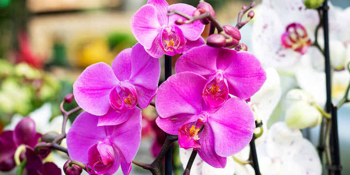 Pink Red Phalaenopsis Orchid Flower Seeds – Heirloom Non-GMO High Germination Organic Garden Seeds for Planting