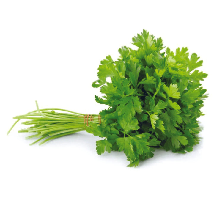 Organic Cilantro Herb Seeds for Planting