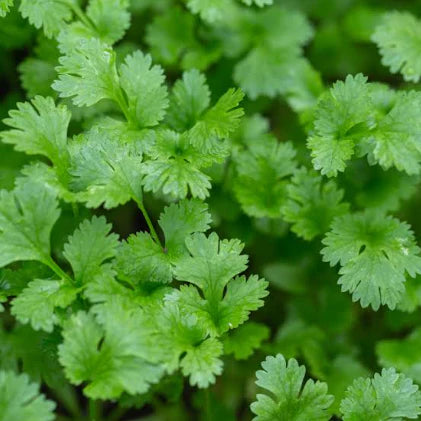 Organic Cilantro Herb Seeds for Planting