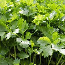 Organic Cilantro Herb Seeds for Planting