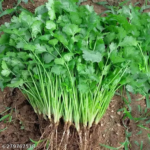 Organic Cilantro Herb Seeds for Planting