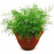 Organic Compatto Dill- Bouquet Herb Seeds