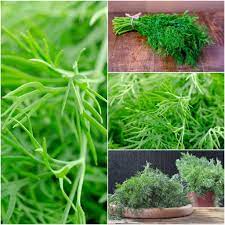 Organic Compatto Dill- Bouquet Herb Seeds