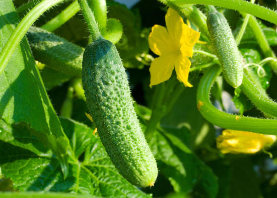 Organic Cucumber Grape Profi F1 Seeds for Planting