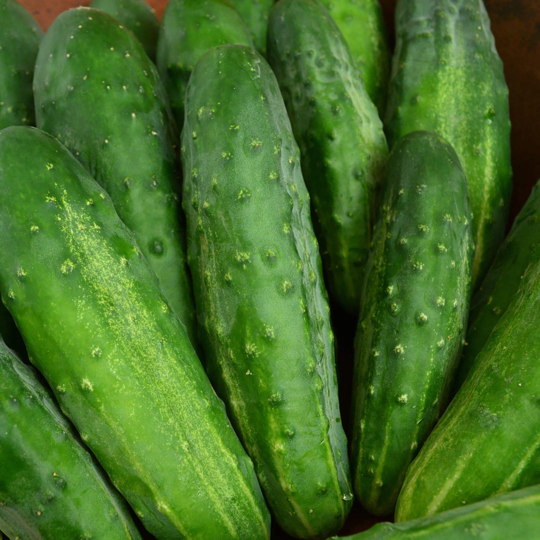 Organic Cucumber Grape Profi F1 Seeds for Planting