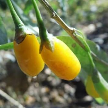 Organic Light Yellow Goji Berry Fruit Seeds