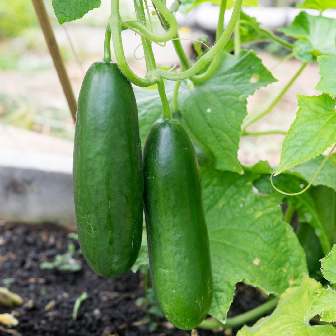 Organic Mini La Diva Cucumber Seeds for Planting