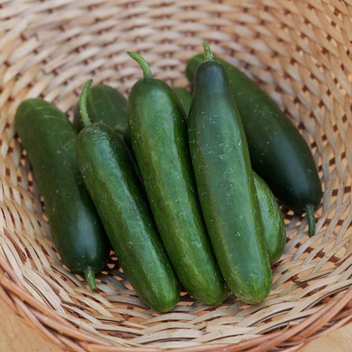 Organic Mini La Diva Cucumber Seeds for Planting