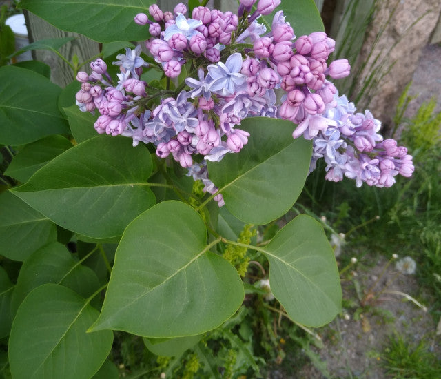 Lilla duftende blomsterfrø til plantning - 100 stk