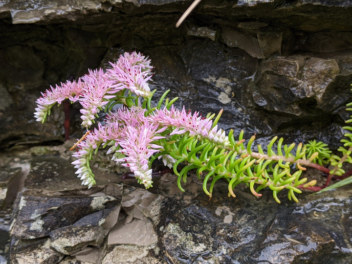 Heirloom Non-GMO Pink Green Sedum Seastar Flower Seeds for Planting – Unique Ground Cover Blooms