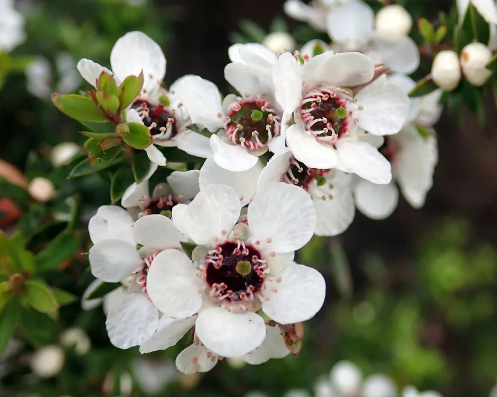 leptospermum scoparium flower seeds